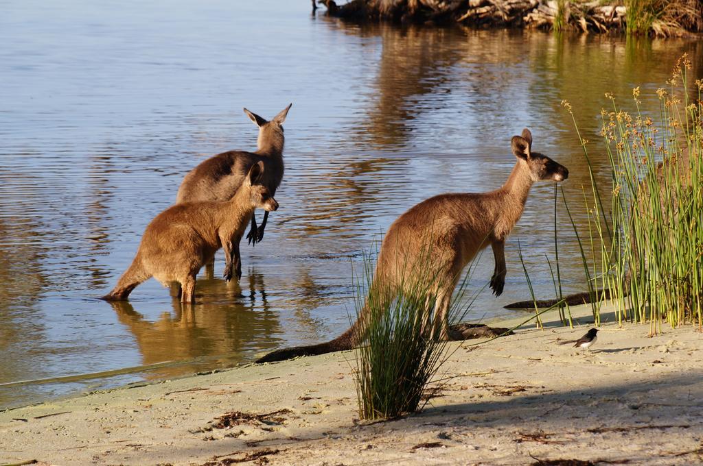 Nrma Myall Shores Holiday Park Bulahdelah Eksteriør billede