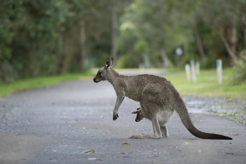 Nrma Myall Shores Holiday Park Bulahdelah Eksteriør billede